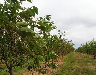 На Полтавщині розвиватимуть горіхівництво